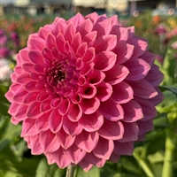 Dahlia Caravaggio